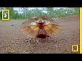 Frilled Lizard Behavior and Adaptations
