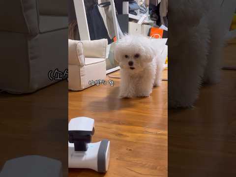 [인급동] 강아지가 어떻게 왈왈 ? ㅠㅋ 처음보는거에 쫄아버린 왈왈 강아지