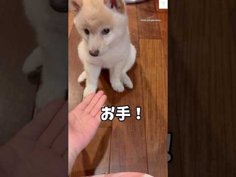 必死すぎる‼️子犬のお手が可愛すぎる😂 #子犬 #柴犬 #白柴 #犬 #かわいい犬