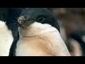 Animal Courtship and Disease Resistance