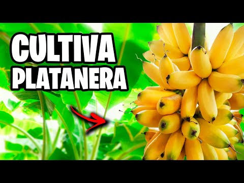 Como CULTIVAR Plátanos en CASA!! 🍌 PLATANERA en Maceta Todo lo que debes saber | La Huerta de Ivan