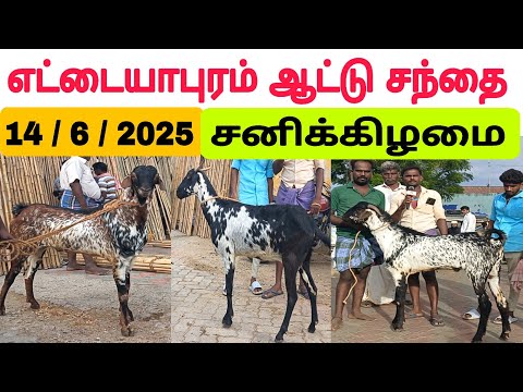 14 / 6 / 2025 / எட்டையாபுரம் ஆட்டு சந்தை / சனிக்கிழமை #ஆடு #ஆடுவளர்ப்பு #goat #sheep #goatmarket2025