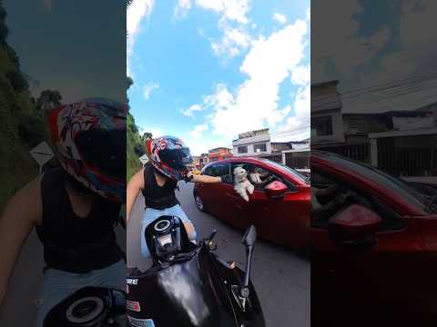 QUICIERA SER ESE PERRITO 😭 #humor #risas #motos #calles #bromas
