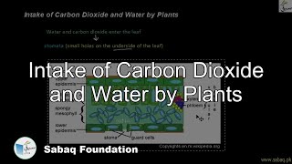 Intake of Carbon Dioxide and Water by Plants