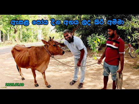 The dairy cow rescued from Esala poya Day