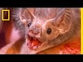 Vampire Bats: Feeding and Behavior