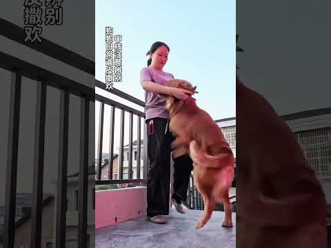 八十斤体重至少有七十斤反骨。#人来疯 #神经质 #精神小狗 #金毛犬