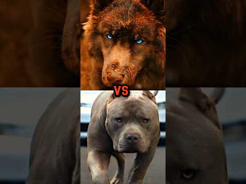 PIT BULL VS ROTTWEILER,WOLF DOG,ALABAI.