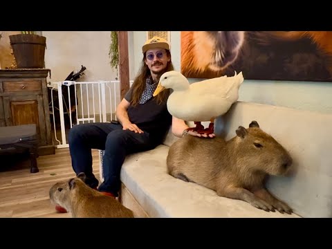 Wrinkle Meets Capybaras ( short version)