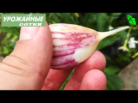 Не пропустите! Все правила отбора чеснока на посадку
