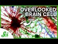 Understanding Brain Cells and Ben Barres' Contributions