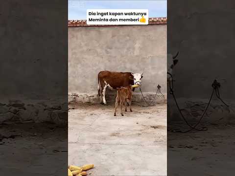 Dia ingat kapan waktunya meminta dan diberi.#shorts #hiburansegar