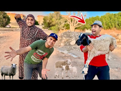 لما ام كشري تشتري خروف 🐏 العيد و حرميه يطلعو عليها 😱 عمر الزير