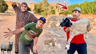 لما ام كشري تشتري خروف 🐏 العيد و حرميه يطلعو عليها 😱 عمر الزير