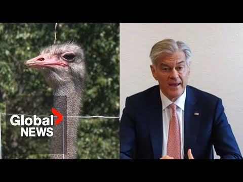 YouTube video thumbnail: US Billionaire and Dr. Oz Rally for BC Ostrich Farm Ahead of Planned Cull