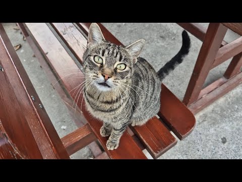 Beautifully patterned and super cute tabby cat