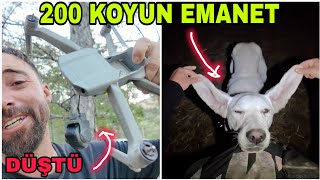 50 BİN TL ZARAR.DÜŞTÜ !! 200 KOYUN 3 KÖPEKLE DAĞDAYIZ/FIRTINA ESTİRDİLER