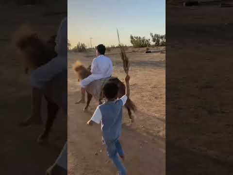 طاح من الحصان 💔😓