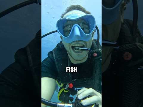The Ocean’s Little Dentist 🐟🦷 #shorts #reaction #animals