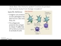 Immune System Functions and Responses