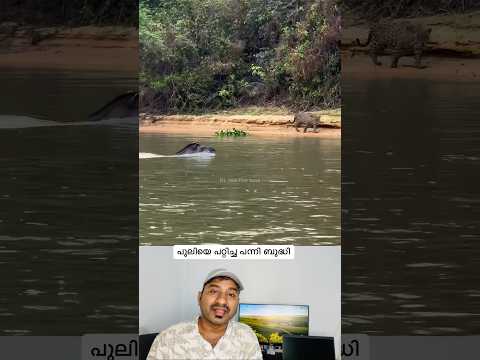 പന്നി ബുദ്ധി അപാരം #tiger #viralvideo #pig #swimming #funnyanimal #comedy #funny #shorts