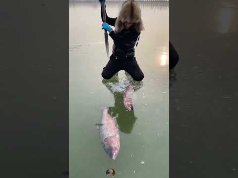 Der einfachste Weg, Fische zu fangen.
