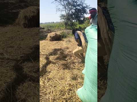 देखा कितना दम है |Mamtajijaunpurya # shortsvideo #Youtubeshorts #shortsfeed |