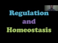 Homeostasis and Body Regulation Concepts