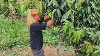 DURIAN SULTAN PUNYA UCUY SUDAH MULAI BERBUAH