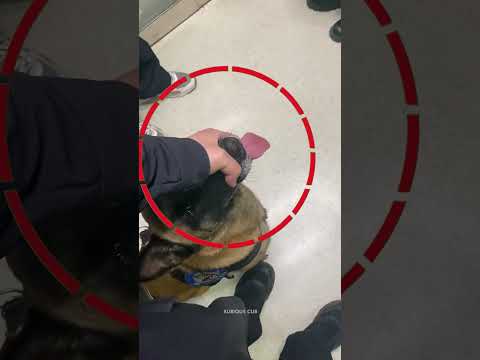 Officer Saved Her Just In Time
