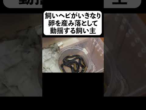 飼いヘビがいきなり卵を産み落として動揺する飼い主#shorts