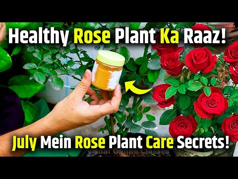 July Mein Gulab Ki Dekhbhaal Ka Sahi Tarika 🌿 | Rose Care Tips for Rainy Season