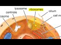 Exploring Cell Types and Organelles