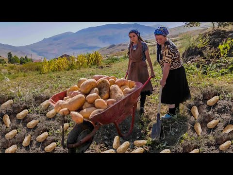 We Harvested 220 LB Potatoes and Prepared 3 Different Delicious Dishes in Azerbaijan Mountain Villag