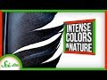 Understanding Structural Colors in Nature