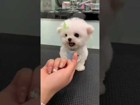 A feisty puppy bichon frise is barking #shorts #shortvideo #puppy #babypuppy #cutedog #barkingdog