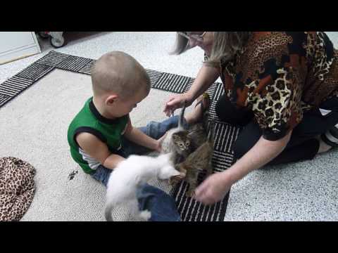 Little William herding Gala's cats