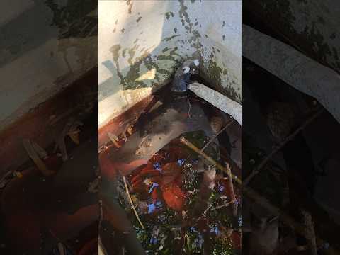 Resgatei o macaco sagui da caixa d'água. #shorts