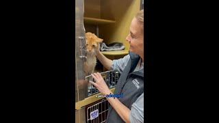 Adopt Your New Best Friend at PetSmart