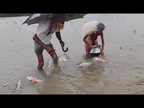 বন্যার পরে বৃষ্টির সময় দাদা ও নাতির জাল মাছ ধরা। Fishing in rainy day। Bangladesh fishing video