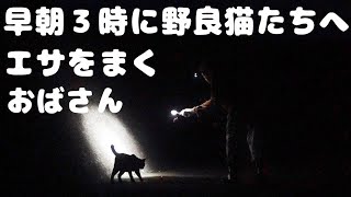 早朝３時の暗闇で頭にライトをつけて猫たちへエサをまくおばさん TNR反対？捕獲を阻止？感動猫動画