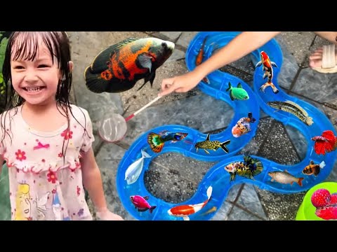 Menangkap Ikan di Lintasan Ikan Aquascape, Glowfish,Guppy,Komet,Koi,Cupang & Keong Pembersih Kaca