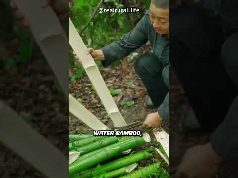 Apologies: first clip is knotweed, not bamboo 🎋💦
