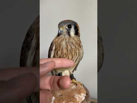 Menyelamatkan Bayi Burung Yang Hidup Sebatang Kara.
