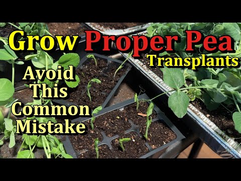 How to Grow Strong Pea Transplants & Two Common Mistakes to Avoid (Growth & Planting Examples)