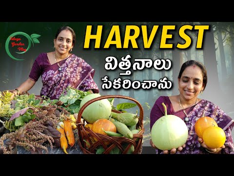 Beautiful Harvest | గార్డెన్లో HARVEST | విత్తనాలు సేకరించాను || TELUGU GARDEN VLOG