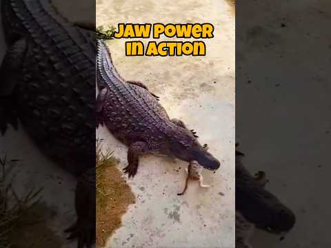 Crocodile vs House Cat: The Most Unfair Fight Ever
