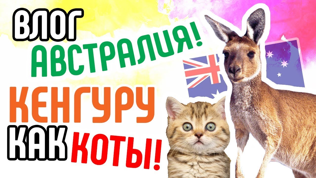 Влог. Австралия. Кенгуру как коты. Что интересного в австралии?
