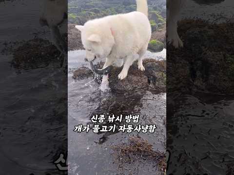 제주도는 강아지가 물고기 자동사냥함 #보솜이 #낚시