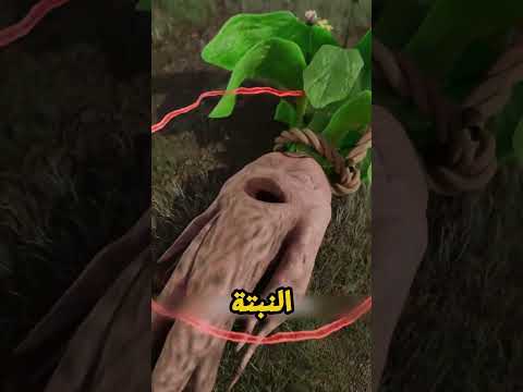 نبتة المندراغورا الملعونة.. ليه كانوا بيضحوا بالكلاب عشان يقتلعوها من الأرض؟! 🌿🐕